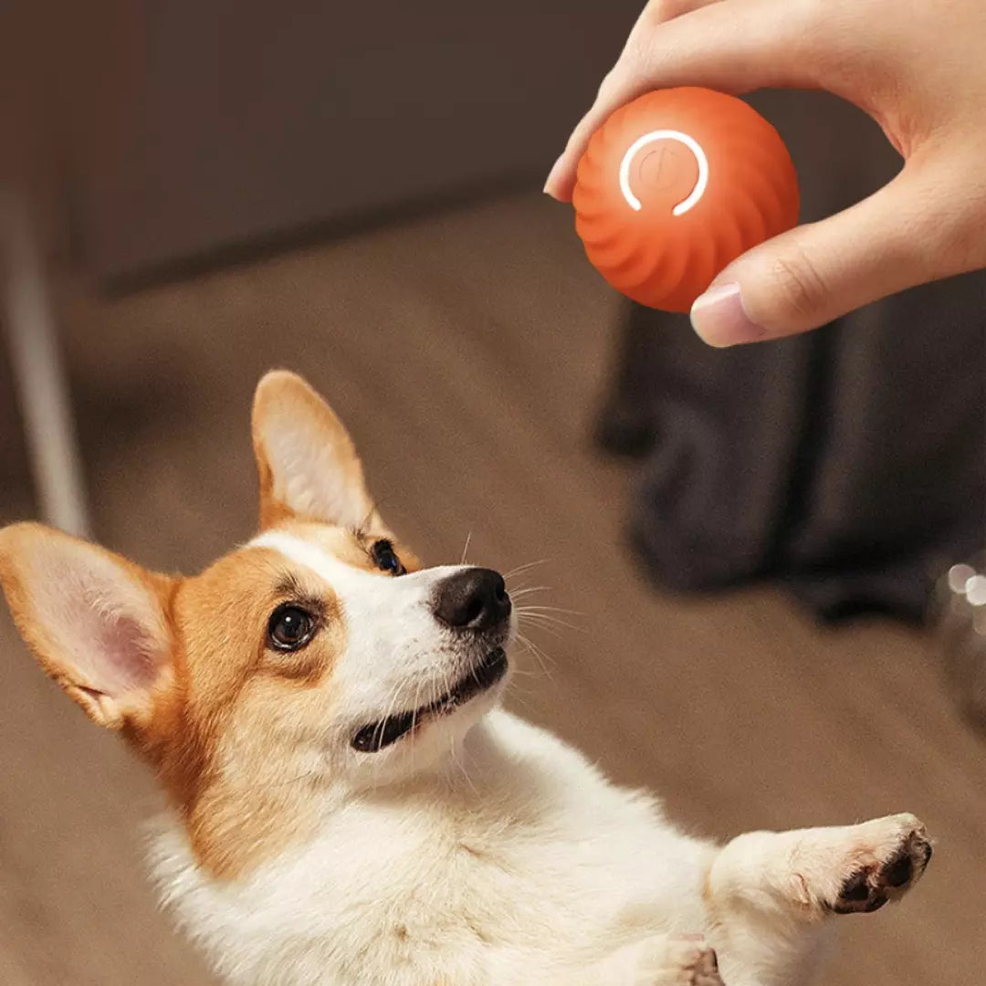 De zelfrollende speelbal voor honden en katten in de kleur oranje. Een hond speelt met de automatische hondenbal.