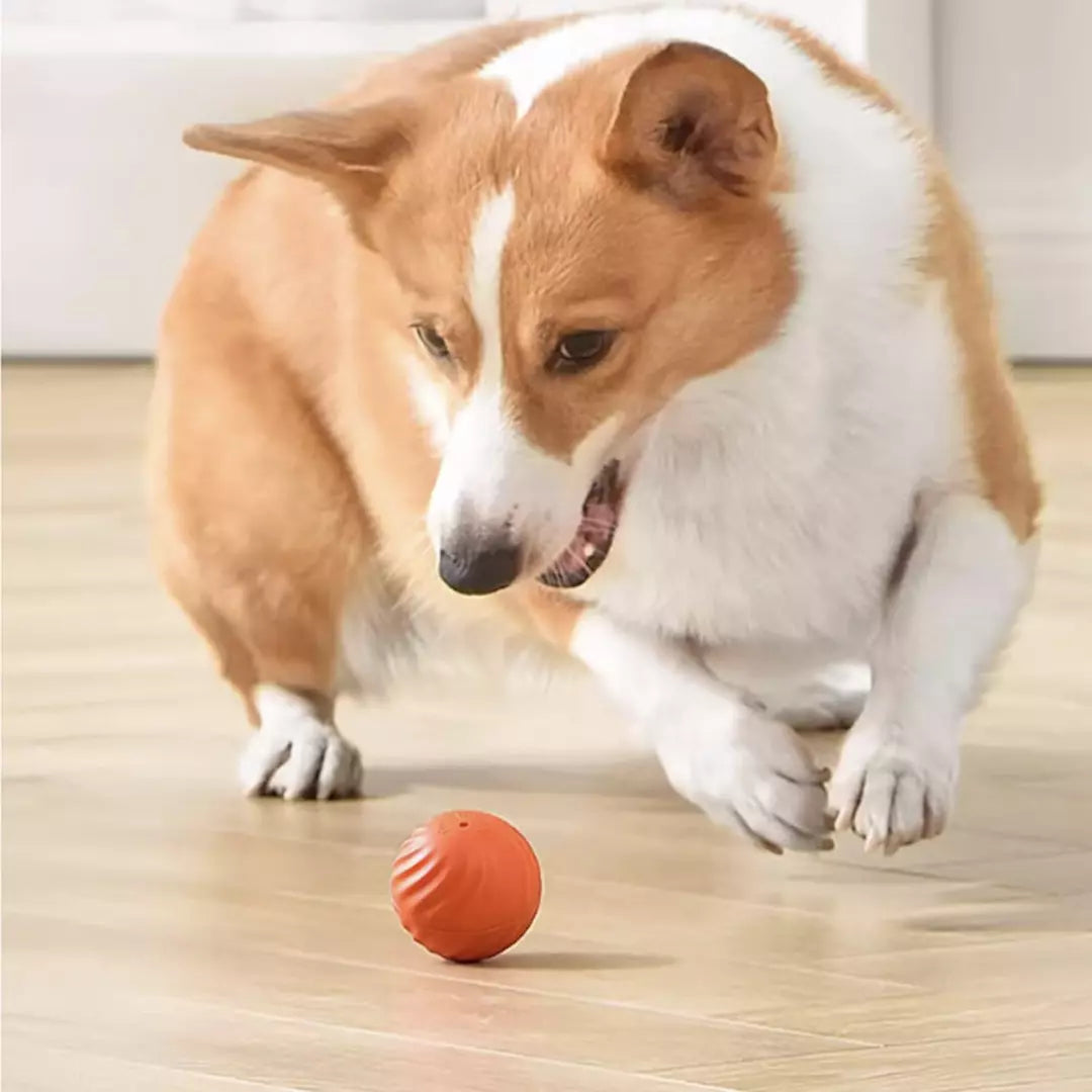 De zelfrollende speelbal voor honden en katten in de kleur oranje. Een hond speelt met de automatische hondenbal.