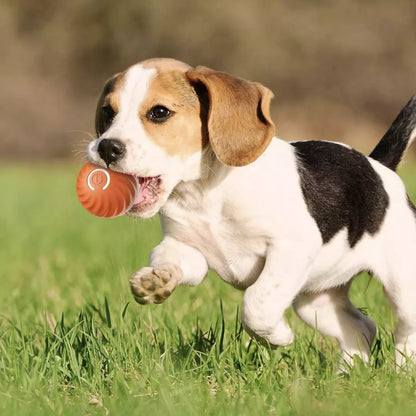 De zelfrollende speelbal voor honden en katten in de kleur oranje. Een hond speelt met de automatische hondenbal.