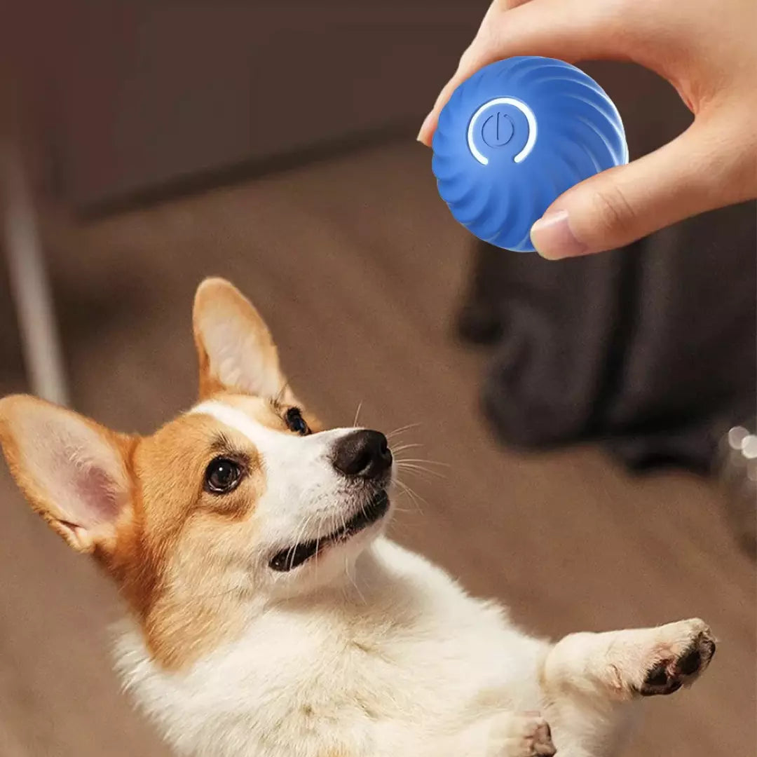 De zelfrollende speelbal voor honden en katten in de kleur blauw. Een hond speelt met de automatische hondenbal.